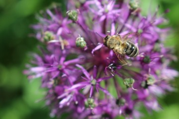 bee on purple flower decorative onion Allium