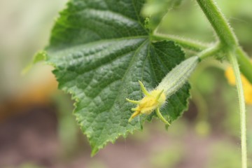 beautiful flower and cucumber ovaries on a background of leaves