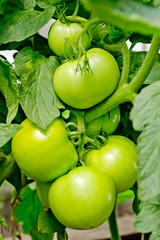 Bunch of big green tomatoes on a bush, growing selected tomato in a greenhouse