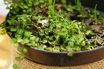 flower sprouts in clay pot. home gardening, soft focus
