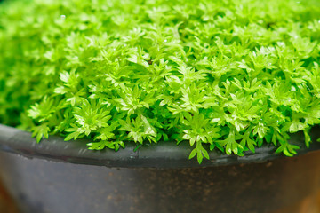 Fototapeta premium close up of green young sprouts in a pot