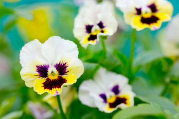 Tricolor white yellow violet pansy flowers in garden