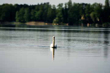 Fototapeta na wymiar White swan swimming on the lake. 
