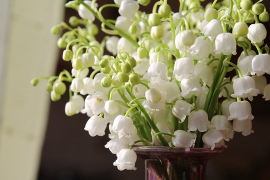 Lily of the valley