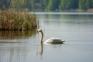 White swan swimming on the lake. 