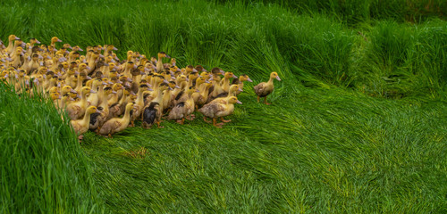 Group of young yellow ducks breeding in a near tall grass