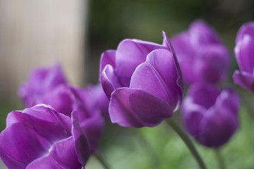 tulips, dutch, flowers, dutch tulips, flowering