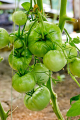 Bunch of big green tomatoes on a bush, growing selected tomato in a greenhouse