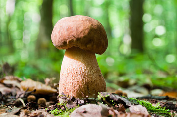 Mushroom (Boletus edulis) growing in forest.