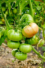 Bunch of big green tomatoes on a bush, growing selected tomato in a greenhouse