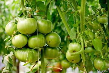 Bunch of big green tomatoes on a bush, growing selected tomato in a greenhouse