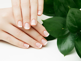 Fototapeta premium Skincare. Beautiful delicate hands with manicure and green leaves, closeup isolated on white. Photo of a female beauty hand at spa salon on manicure. Professional French manicure.