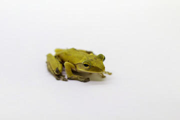 Image of Yellow frog on a white background