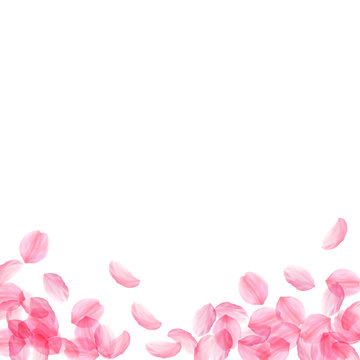 Sakura petals falling down. Romantic pink silky big flowers. Thick flying cherry petals. Square bott