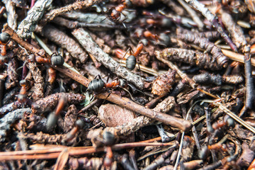 big red ants in an anthill in a pine forest. Soft focus, shallow depth of field