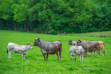 Naklejka na ściany i meble Bazadaise cows and calves daisy in the meadow