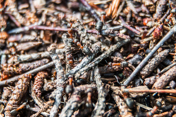 big red ants in an anthill in a pine forest. Soft focus, shallow depth of field
