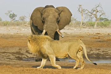 Meeting at a waterhole, Male lion (Panthera leo) with african elephant (Loxodonta africana), Savuti, Chobe Nationalpark, Botswana, Africa