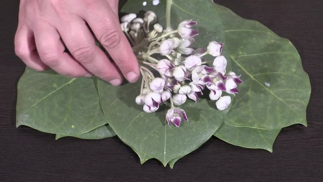AKDA, AAK. Calotropis procera Asclepiadaceae flowers,aak leaves and flowers on wooden background,aak isolated