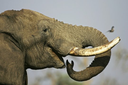 Drinking african elephant (Loxodonta africana). Savuti, Chobe National Park, Botswana, Africa