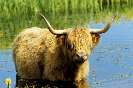 Scottish Highland Cattle (Bos primigenius, Bos taurus) bull standing in water, Texel Island, Holland, The Netherlands, Europe