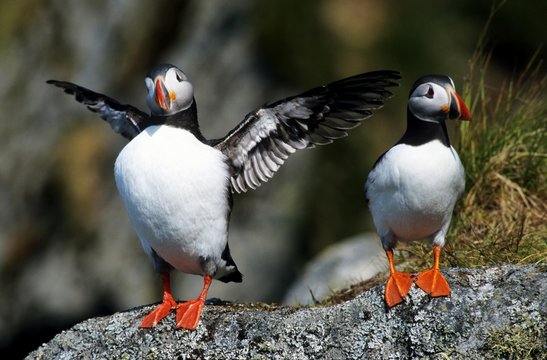 Puffins (Fratercula arctica), pair in breeding plumage sitting on a rock, one bird flapping its wings, Round Island, Norway, Europe
