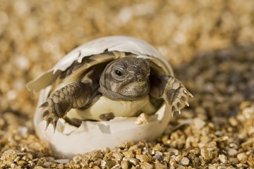 Hermann's Tortoise (Testudo hermanni) hatching out of its egg