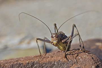 Armoured ground cricket, Armoured bush cricket, Corn cricket or Koringkrieke (Acanthoplus discoidalis), Namibia, Africa