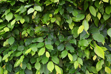 Dense leaves of a hedge - Green garden