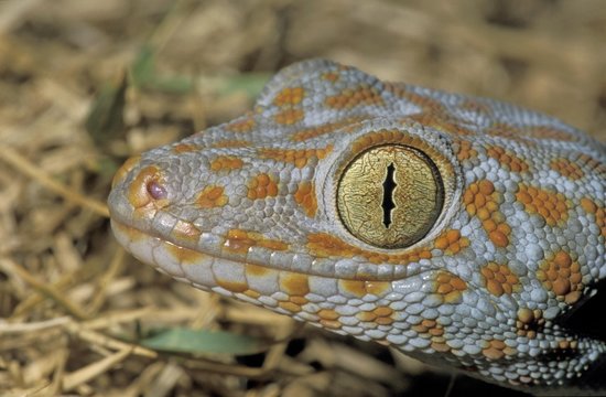 Tokay gecko (Gekko gecko), Khao Sok, Thailand, Southeast Asia, Asia