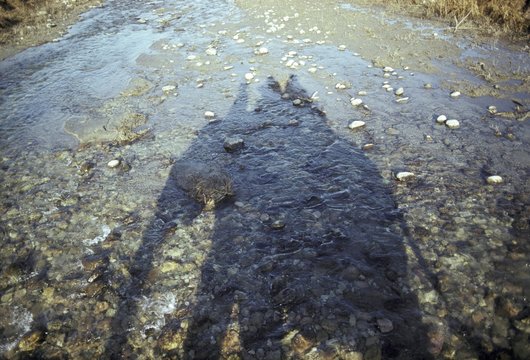 Shadow of a ride elephant with people at crossing a river, Corbett National Park, Uttar Pradesh, India, Asia