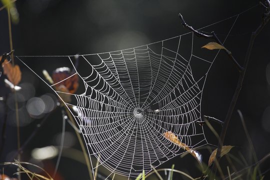 Close up of spider's web on stem