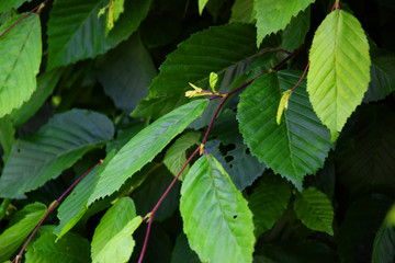 Fototapeta na wymiar Dense leaves of a hedge - Green garden