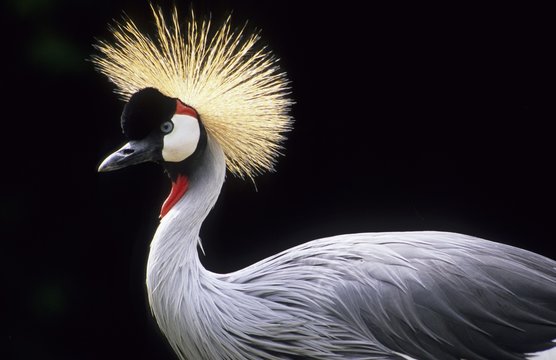 Black Crowned Crane or Kaffir Crane (Balearica pavonina)