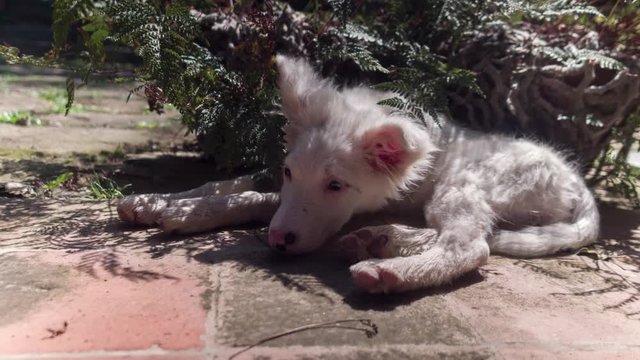 a cute albino border collie puppy relaxes on a hot summer's afternoon