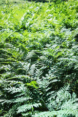 Natural fern leaf clover, fern leaf pattern. Green foliage with green fern leaf. Summer greenery background photo.