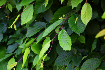 Dense leaves of a hedge - Green garden