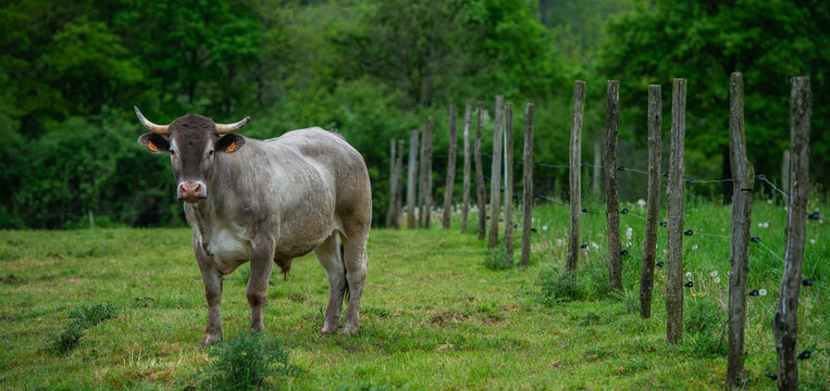 Bazadaise cows and calves daisy in the meadow