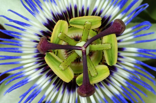 Blue or Common Passion Flower Passiflora caerulea