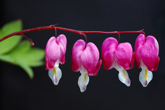 Bleeding heart, Dicentra spectabilis