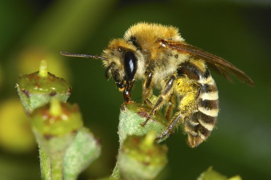 Plasterer bee Colletes daviesanus