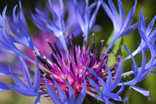 Flower of Mountain cornflower, Mountain bluet, Centaurea montana