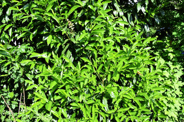 Obraz premium Dense leaves of a bush - Green garden