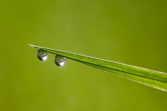 Blade of gras with dewdrops