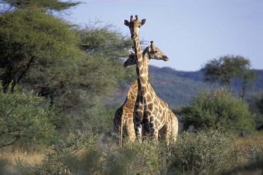 Three giraffes ( Giraffa camelopardalis giraffa ) with crossed necks Namibia