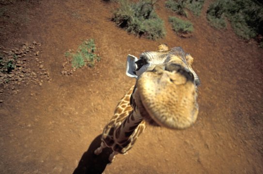 Giraffe from above ( Giraffa camelopardalis )
