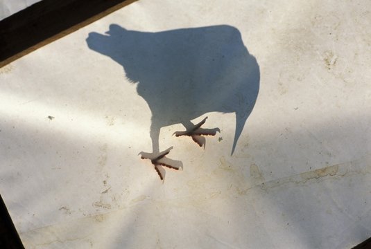 Shadow of dove on rooftop