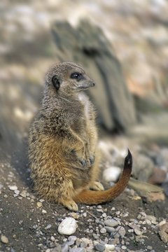 Suricate ( Suricata suricatta )