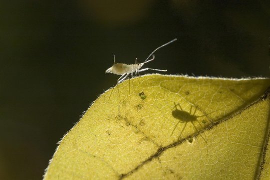 Plant louse aphid on a maple leave