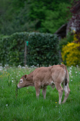 Obraz na płótnie Canvas Bazadaise cows and calves daisy in the meadow